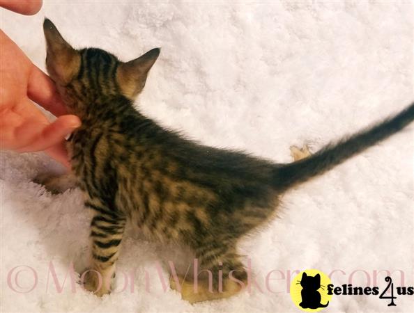 MoonWhiskers Picture 2